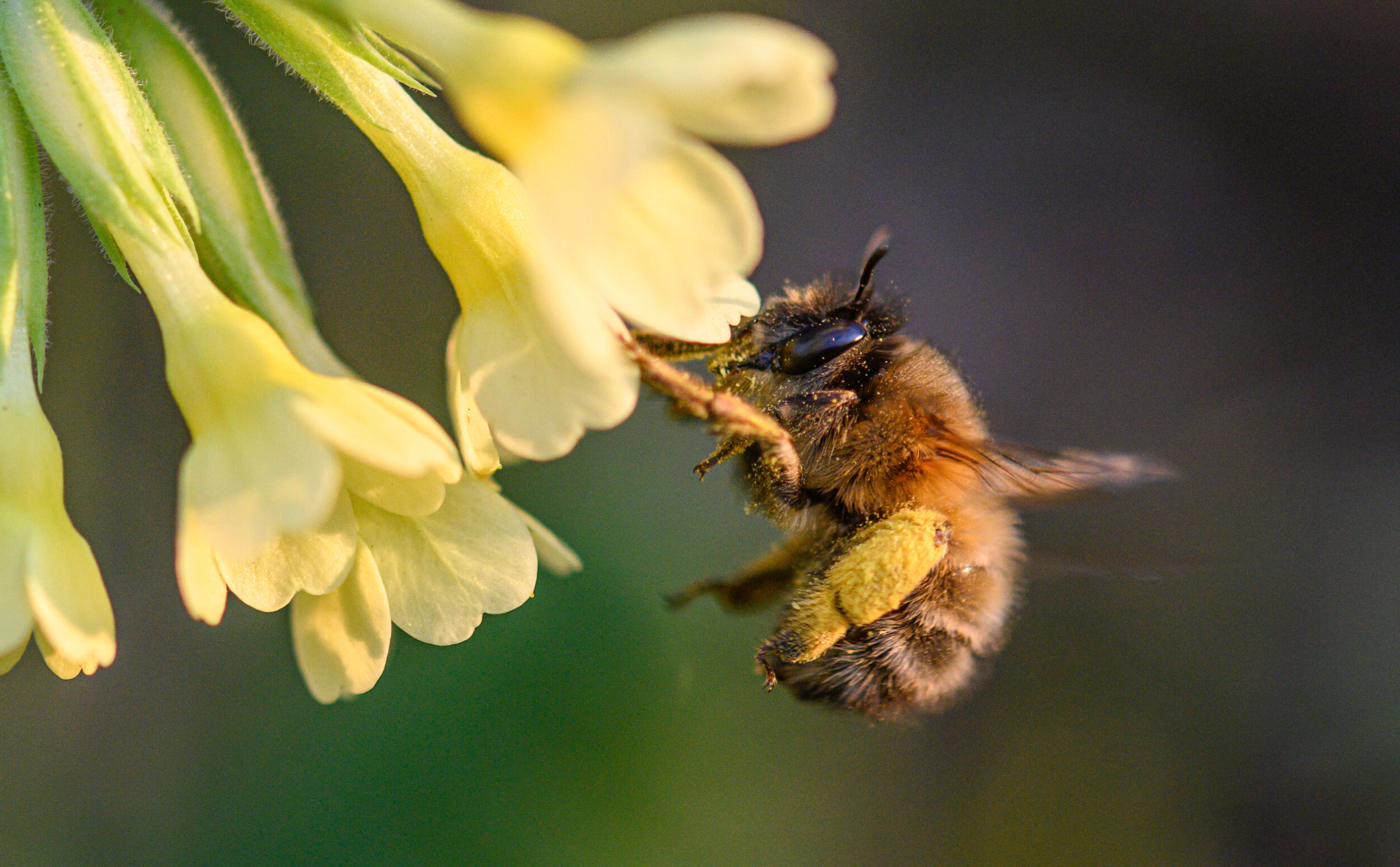 Test: Abend-Exkursion: Spezialisierte Wildbienen Kopie